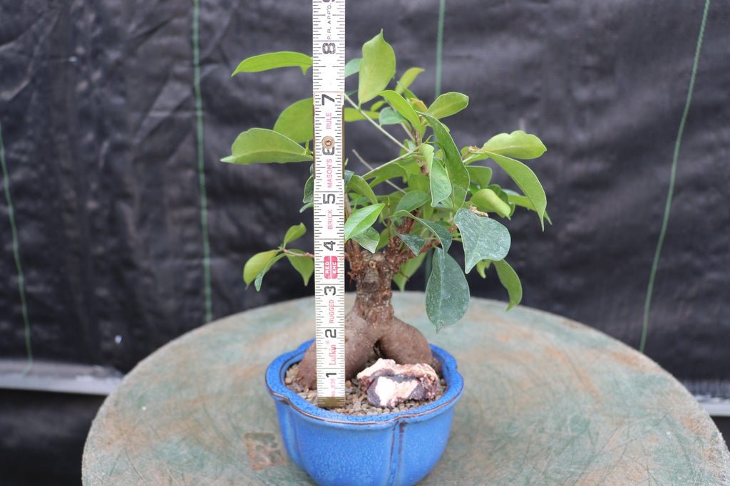 Ginseng Bonsai Tree Size