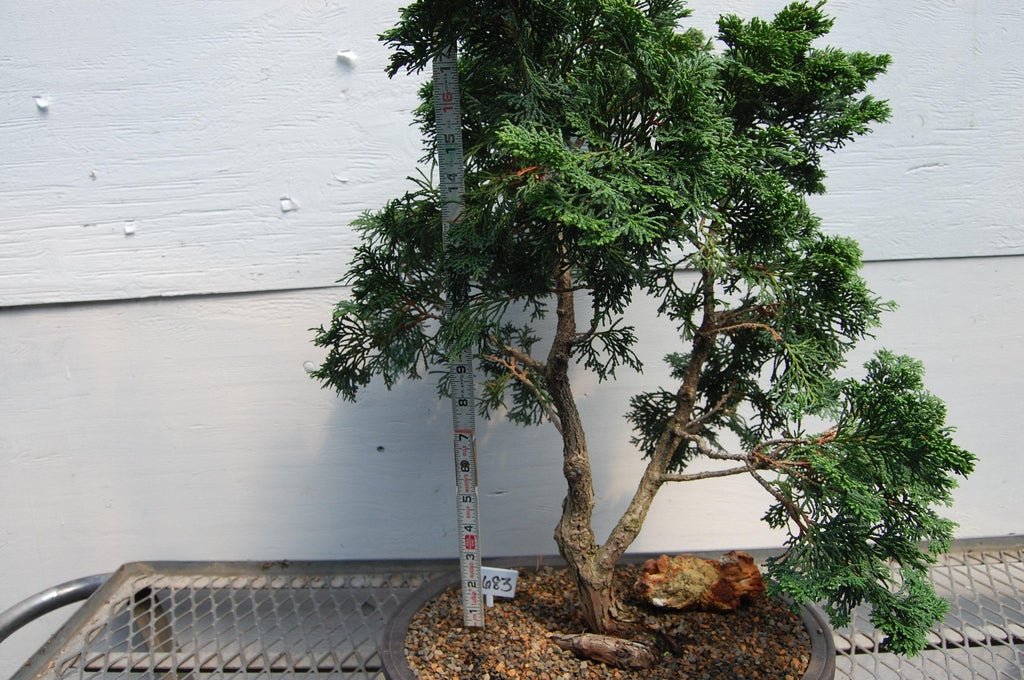 Golden Hinoki Cypress Specimen Bonsai Tree Top