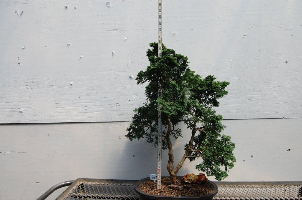 Golden Hinoki Cypress Specimen Bonsai Tree Size
