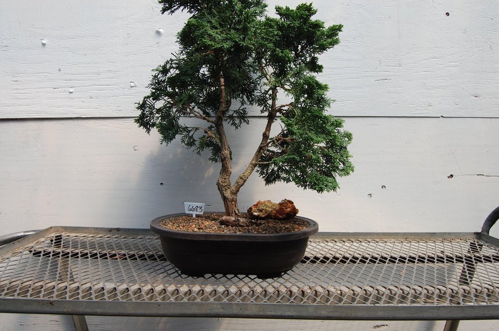 Golden Hinoki Cypress Specimen Bonsai Tree Front