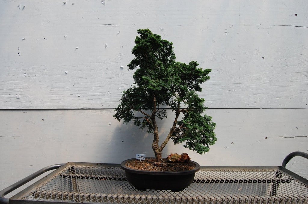 Golden Hinoki Cypress Specimen Bonsai Tree Profile