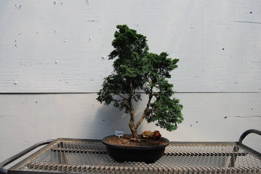 golden trumpet tree bonsai Golden Hinoki Cypress Specimen Bonsai Tree