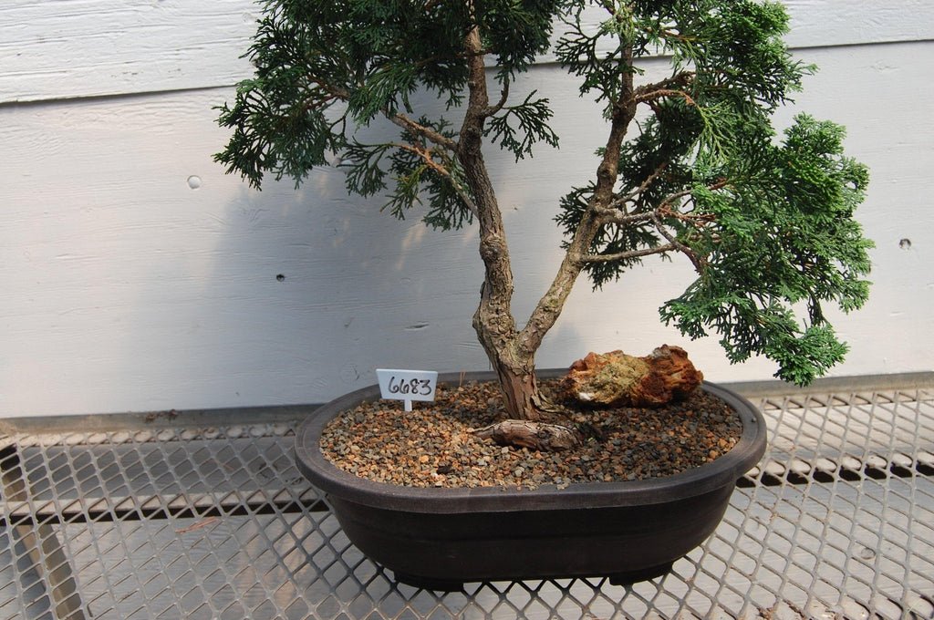 Golden Hinoki Cypress Specimen Bonsai Tree Forked Trunk