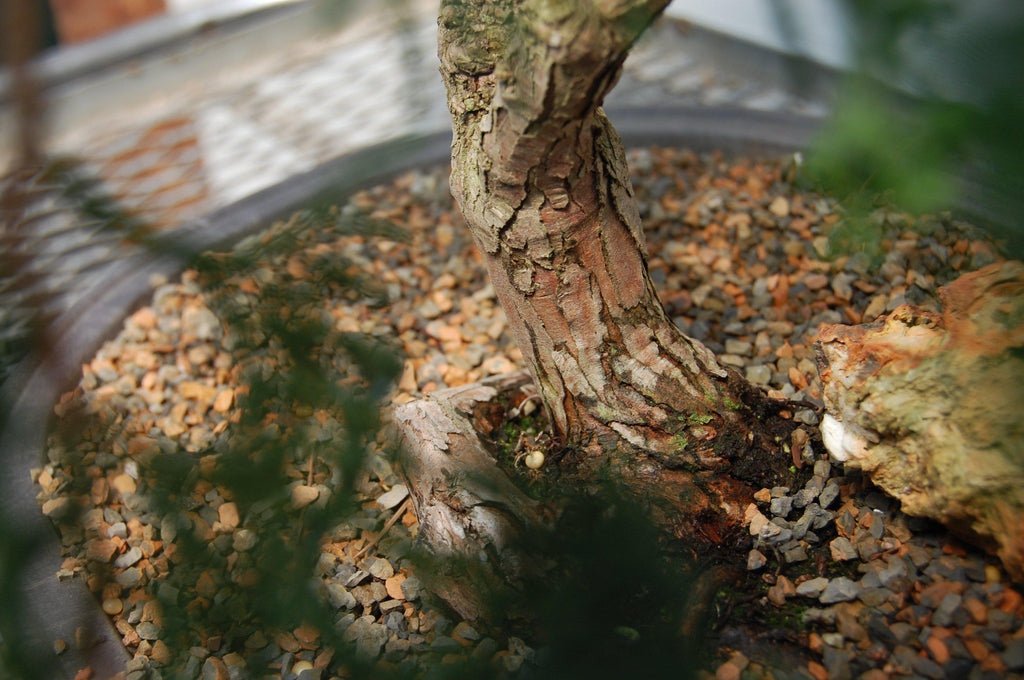 Golden Hinoki Cypress Specimen Bonsai Tree Bark