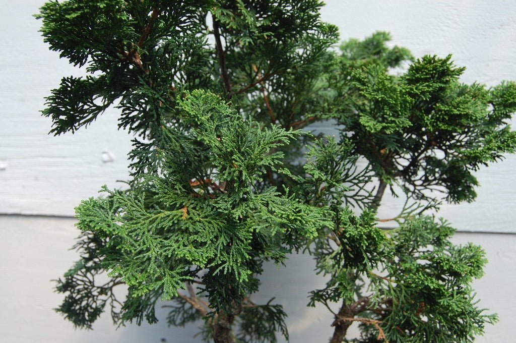 Golden Hinoki Cypress Specimen Bonsai Tree Leaves