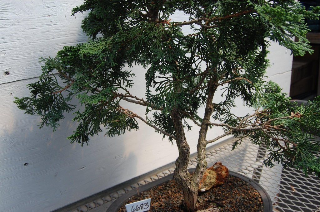 Golden Hinoki Cypress Specimen Bonsai Tree Side