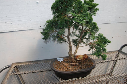 golden trumpet tree bonsai Golden Hinoki Cypress Specimen Bonsai Tree