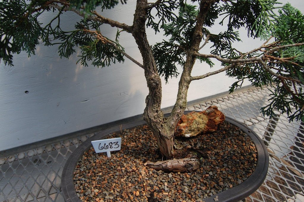 Golden Hinoki Cypress Specimen Bonsai Tree Split Trunk