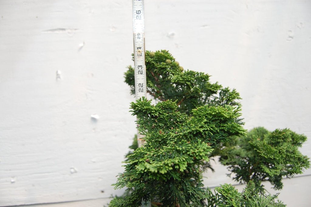 Golden Hinoki Cypress Specimen Bonsai Tree Height