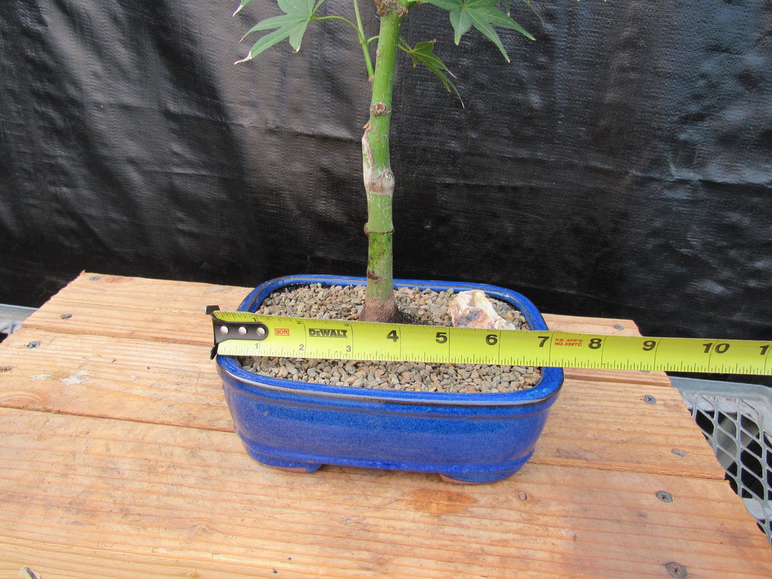 Golden Prosperity Japanese Maple Bonsai Tree Size