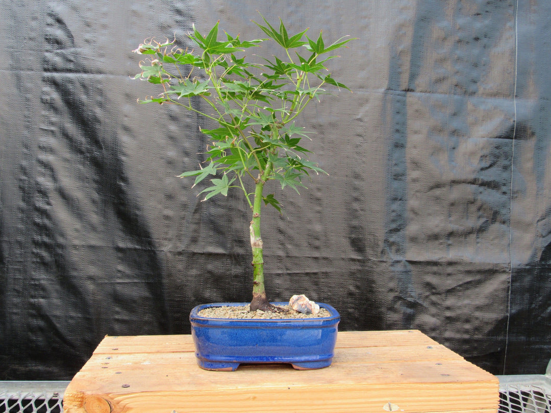 Golden Prosperity Japanese Maple Bonsai Tree Profile