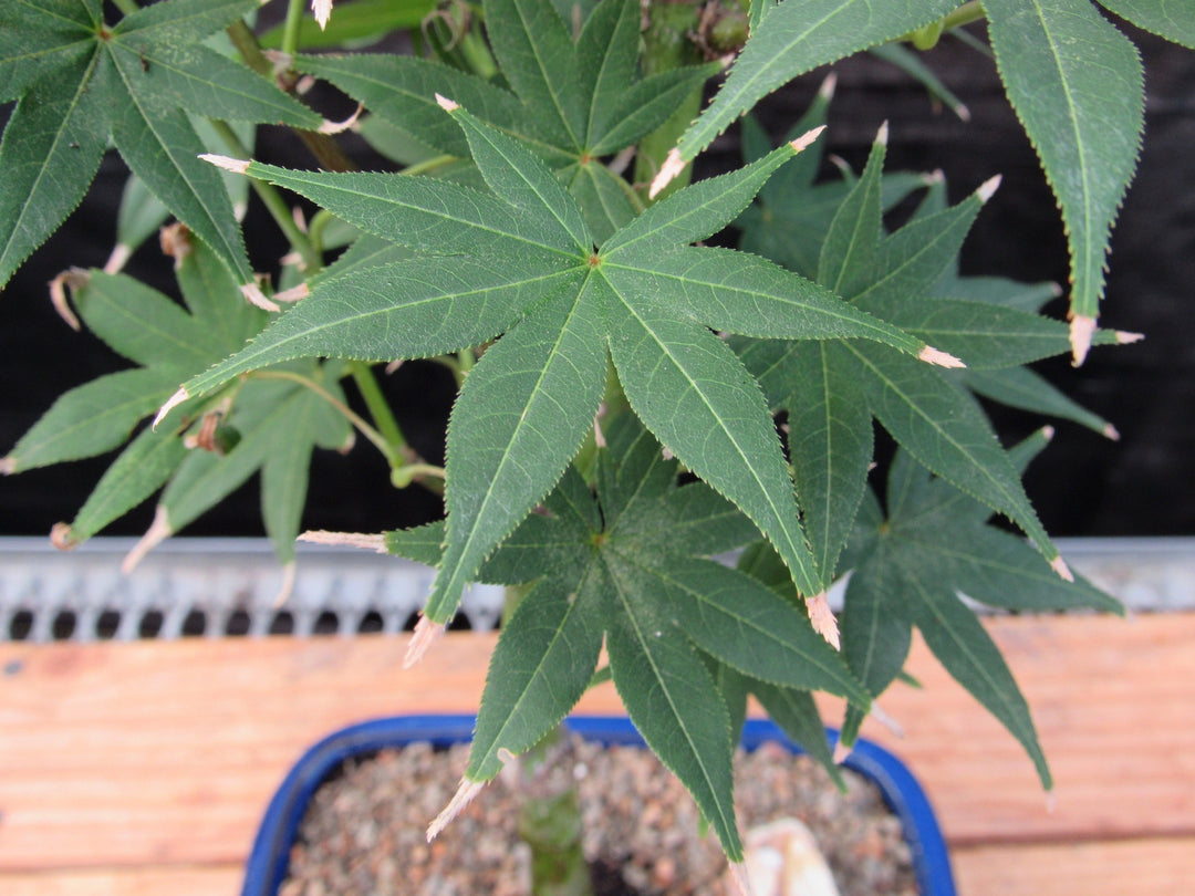 Golden Prosperity Japanese Maple Bonsai Tree Leaf