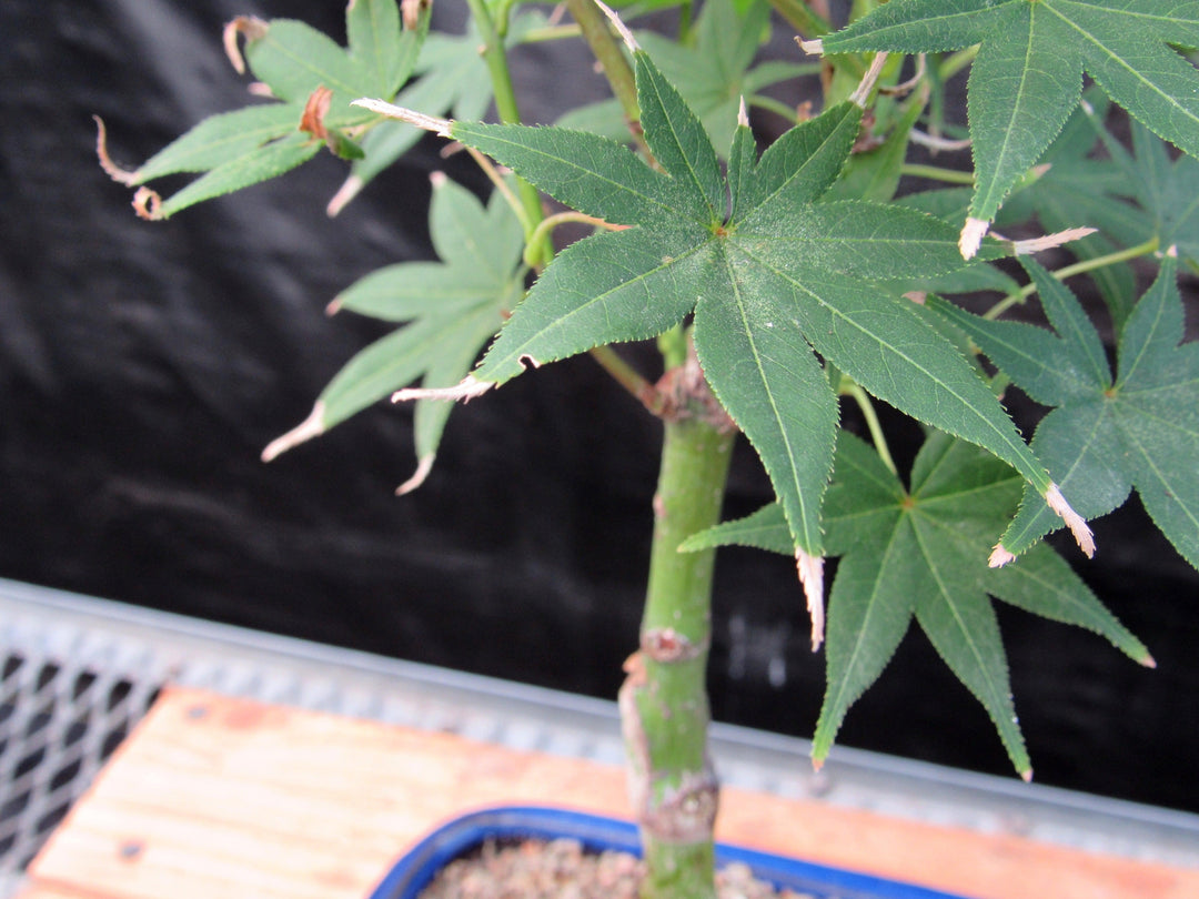 Golden Prosperity Japanese Maple Bonsai Tree Foliage