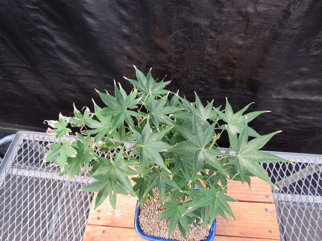 Golden Prosperity Japanese Maple Bonsai Tree Canopy