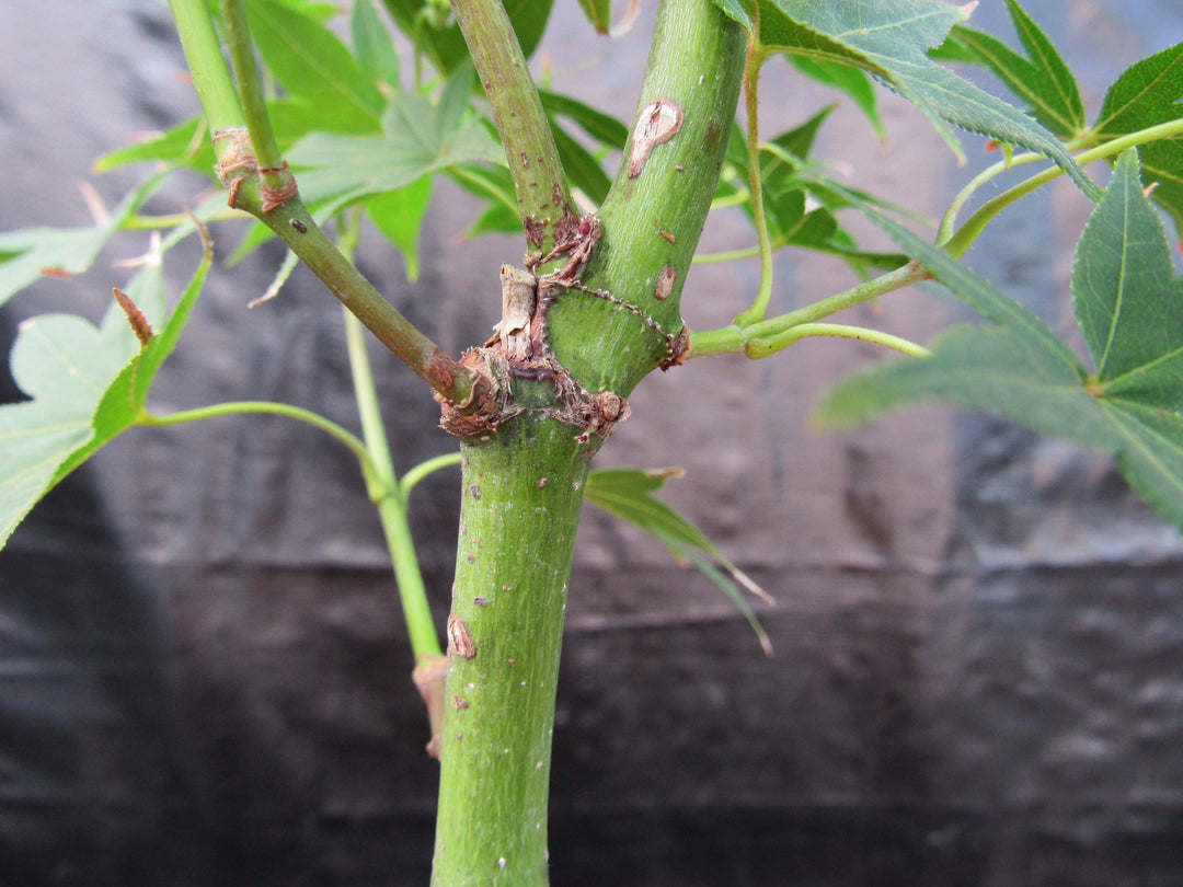 Golden Prosperity Japanese Maple Bonsai Tree Bark