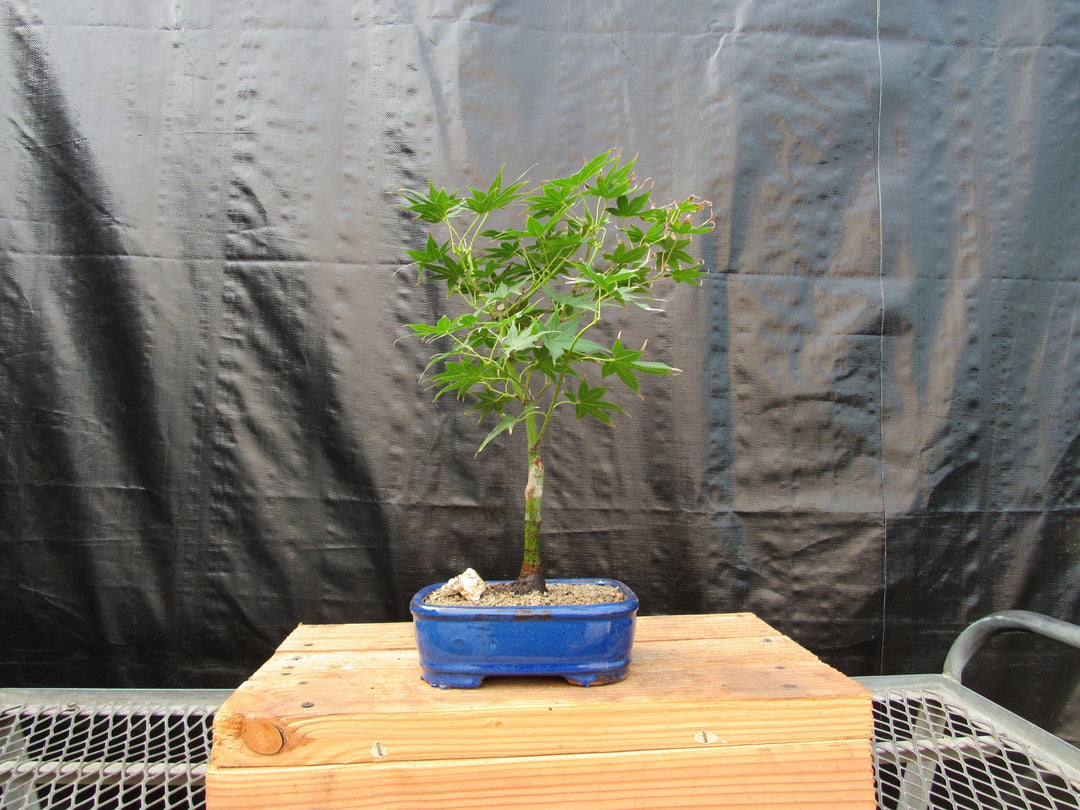 Golden Prosperity Japanese Maple Bonsai Tree Back