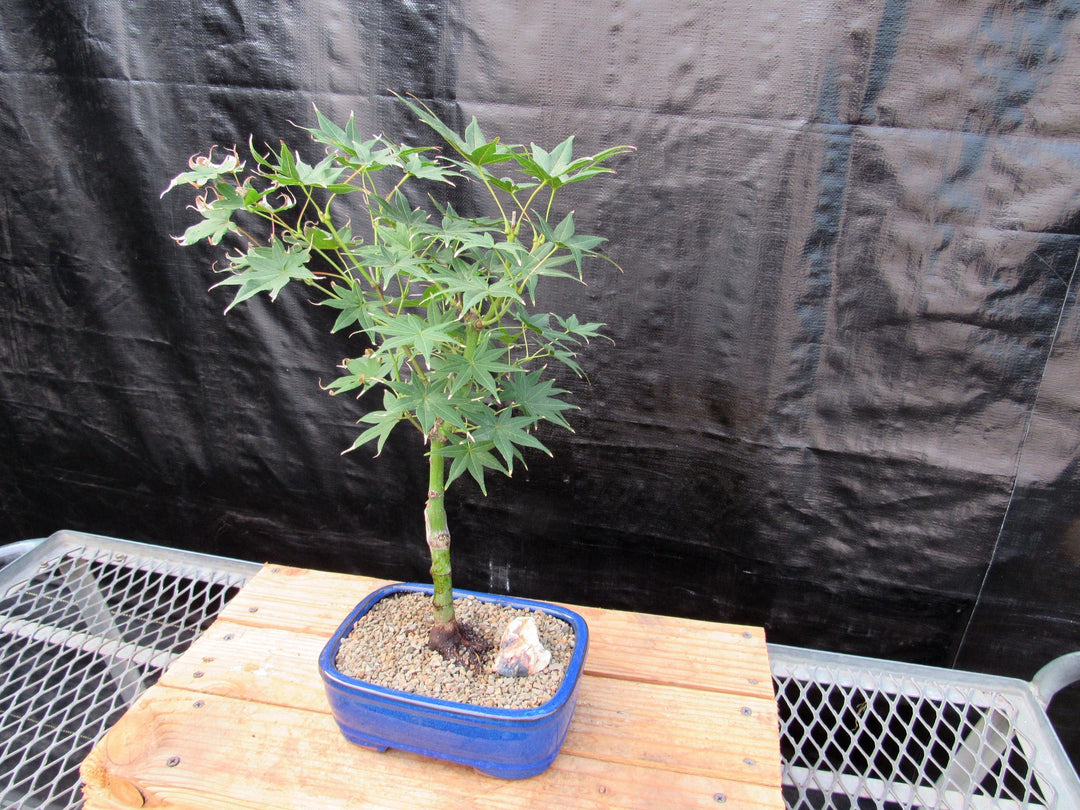 Golden Prosperity Japanese Maple Bonsai Tree Side