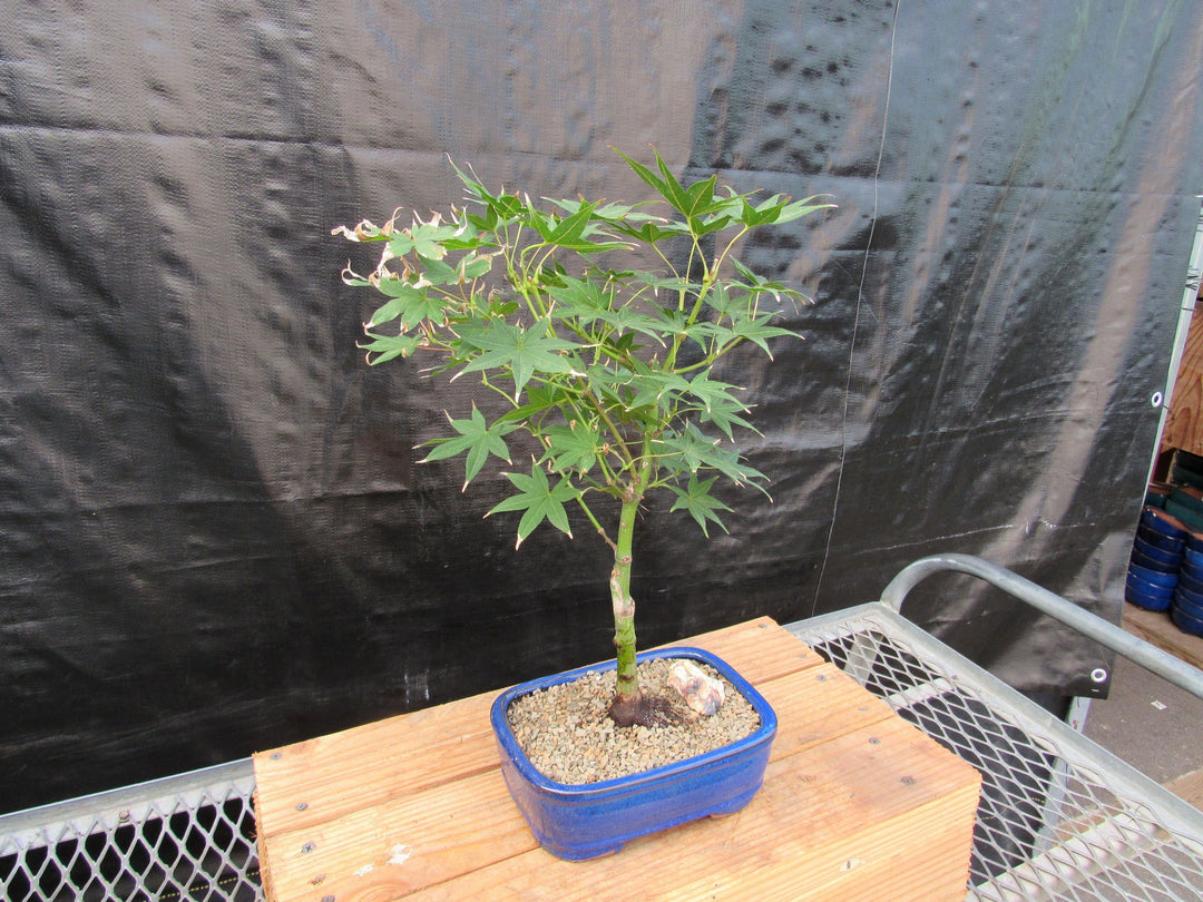 Golden Prosperity Japanese Maple Bonsai Tree Strong Side