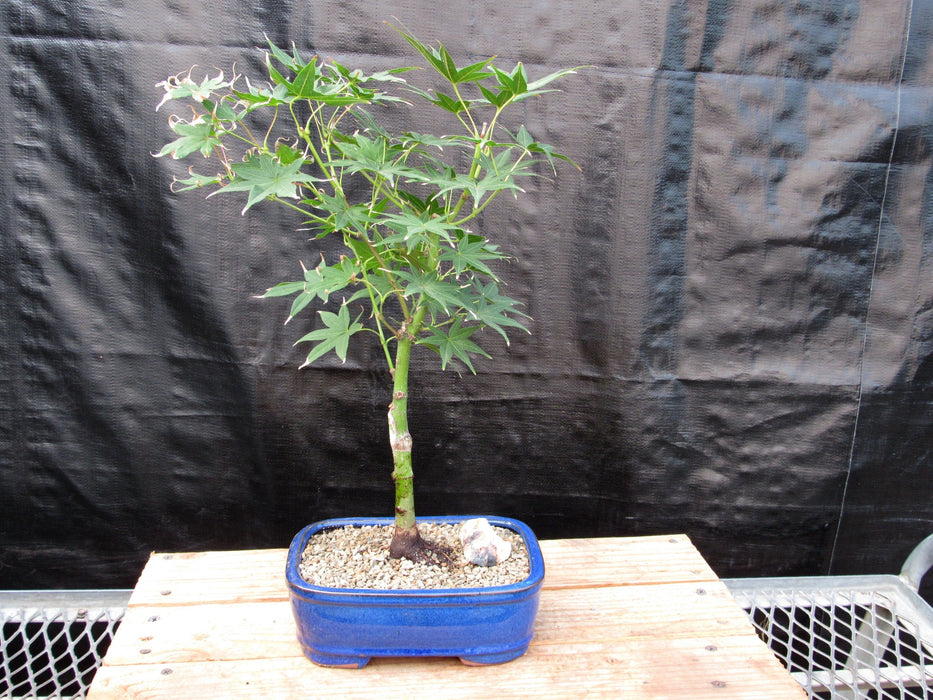 Golden Prosperity Japanese Maple Bonsai Tree