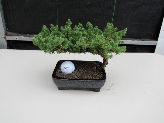 rock juniper bonsai tree indoor Golf Fan Juniper Bonsai Tree