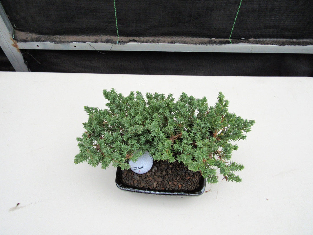 Golf Fan Juniper Bonsai Tree Canopy