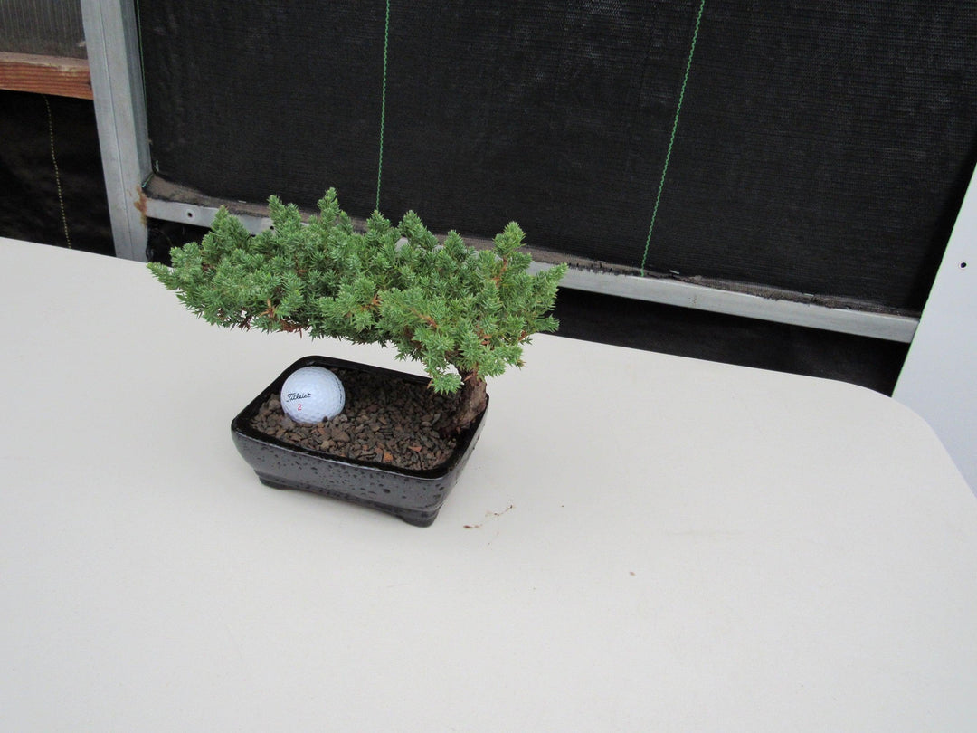 Golf Fan Juniper Bonsai TreeSide
