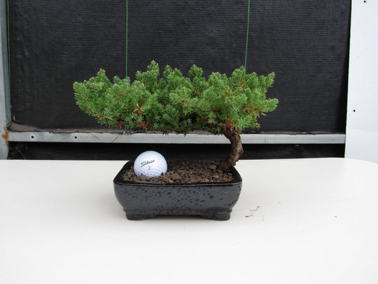 juniper plant indoor Golf Fan Juniper Bonsai Tree