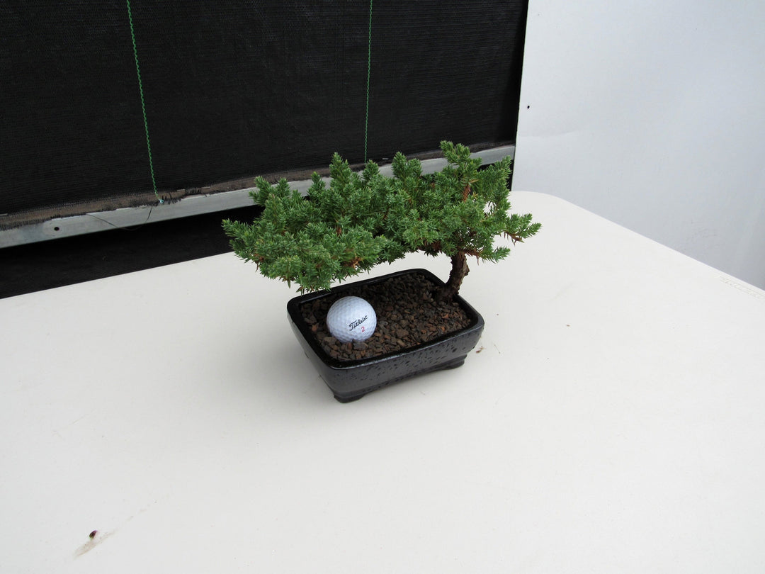 Golf Fan Juniper Bonsai Tree Golf Gift