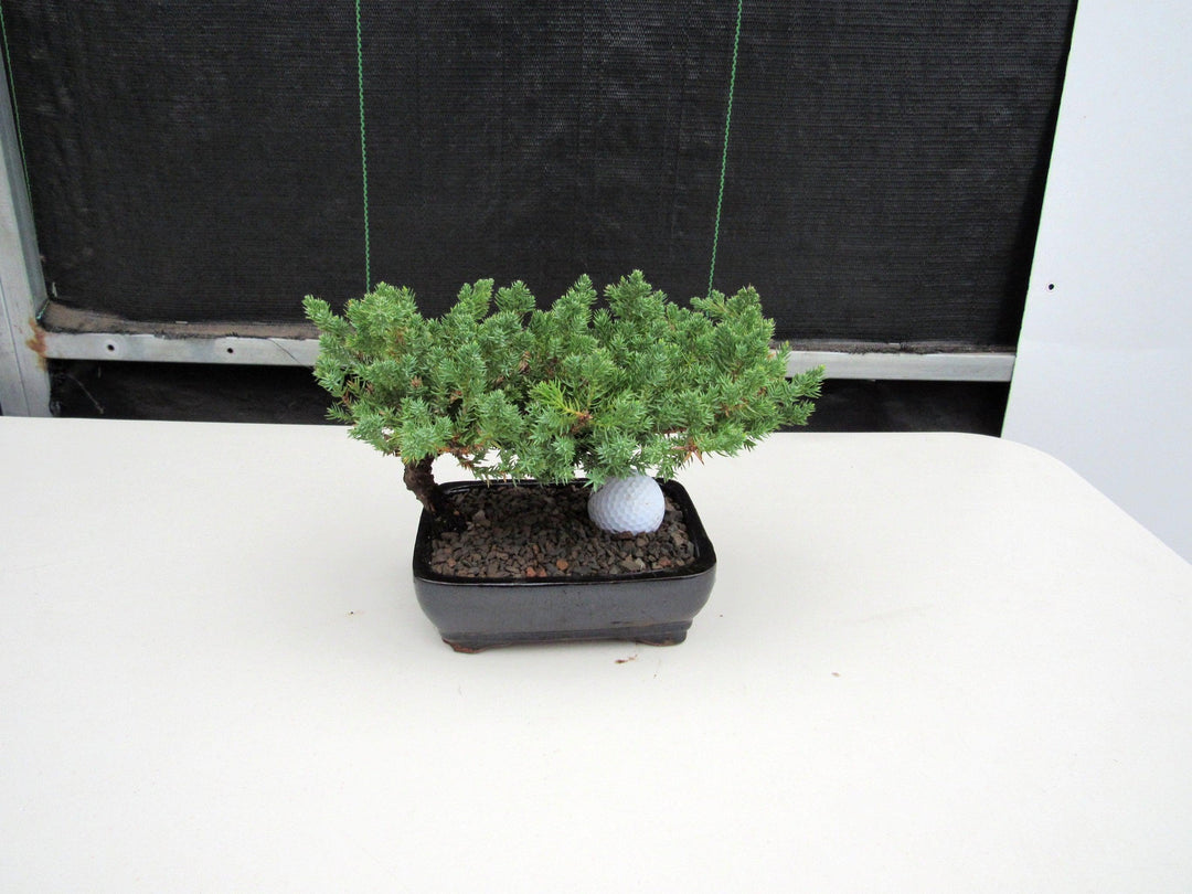 Golf Fan Juniper Bonsai Tree Back