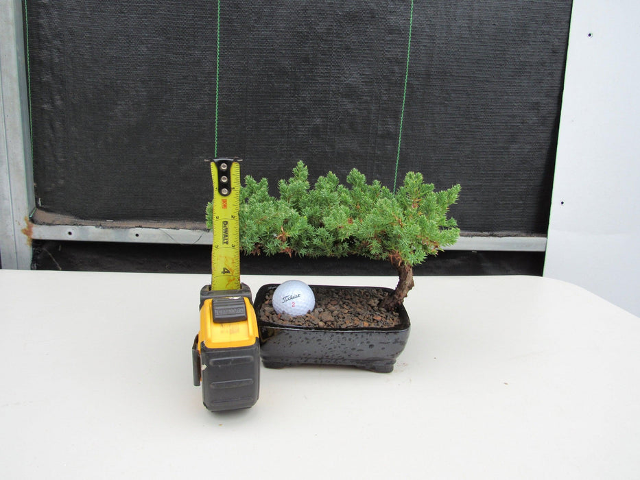 Golf Fan Juniper Bonsai Tree Height