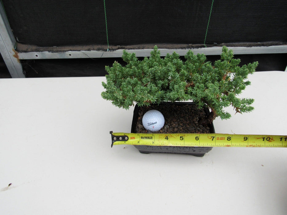 Golf Fan Juniper Bonsai Tree Size