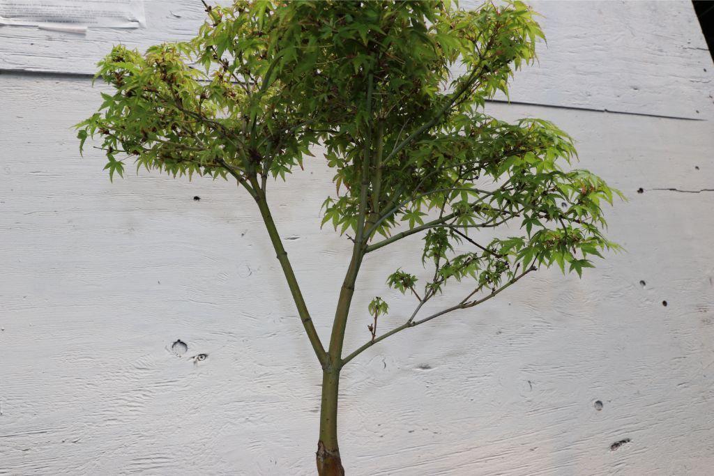 Green Japanese Maple Bonsai Tree Canopy