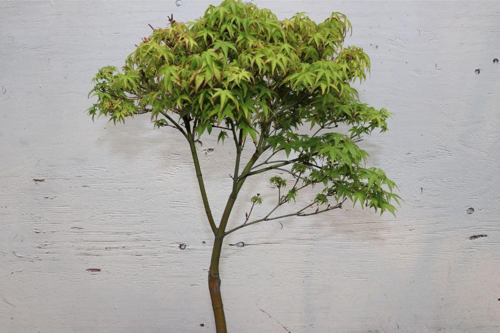 Green Japanese Maple Bonsai Tree Back