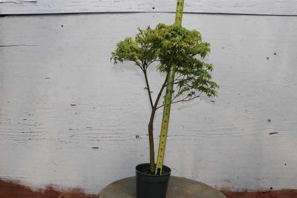 Green Japanese Maple Bonsai Tree Size