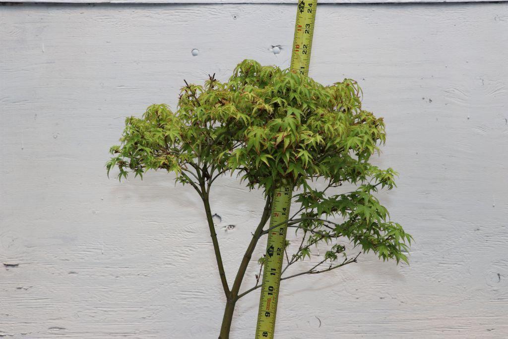 Green Japanese Maple Bonsai Tree Size Closeup