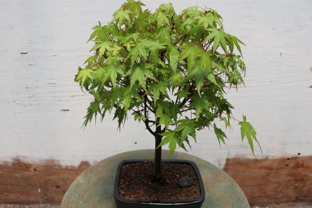 Small Green Japanese Maple Bonsai Tree Profile