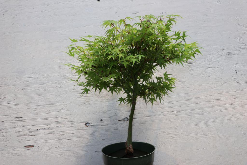 Small Green Japanese Maple Bonsai Tree Alt