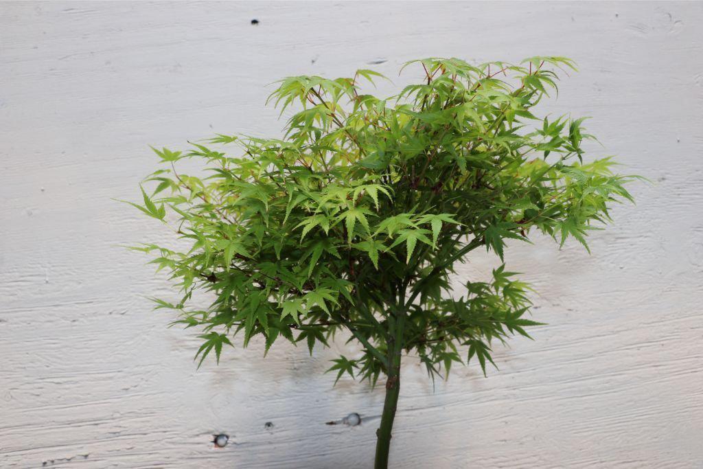 Small Green Japanese Maple Bonsai Tree Canopy