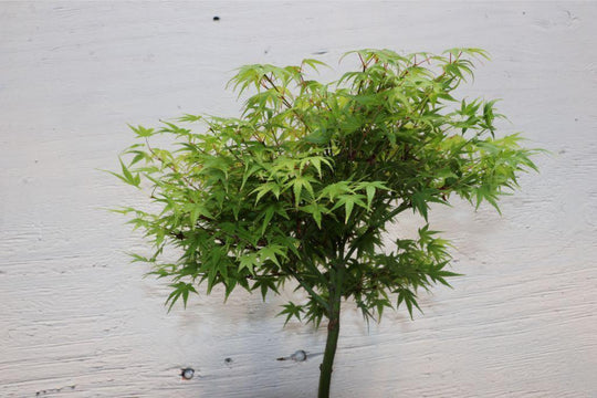 green maple bonsai tree Green Japanese Maple Bonsai Tree (Small)