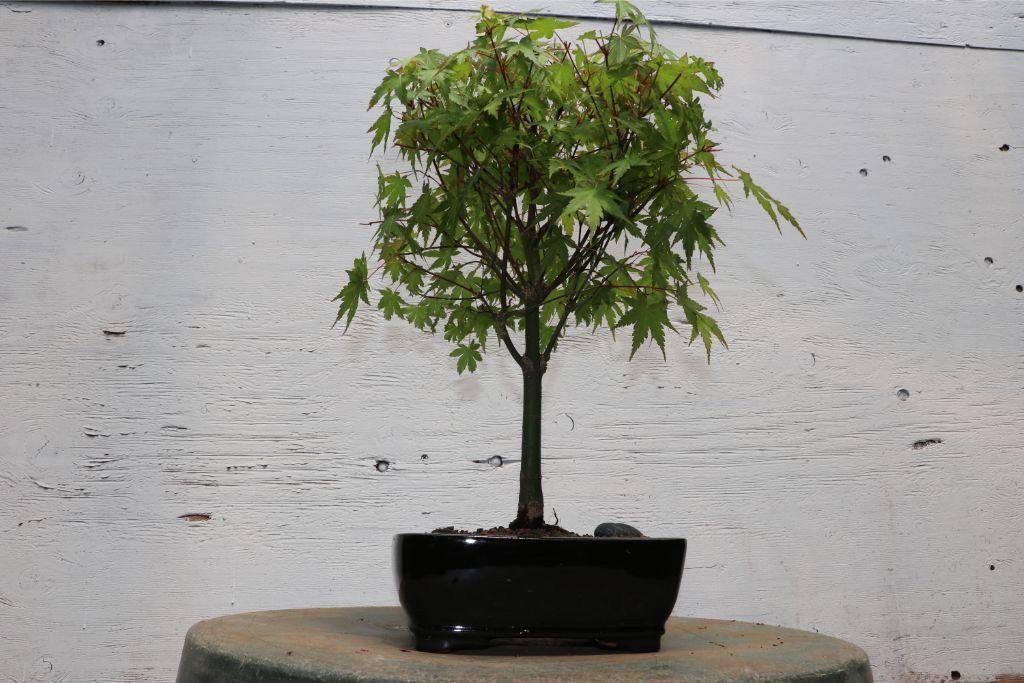 Small Green Japanese Maple Bonsai Tree Alt