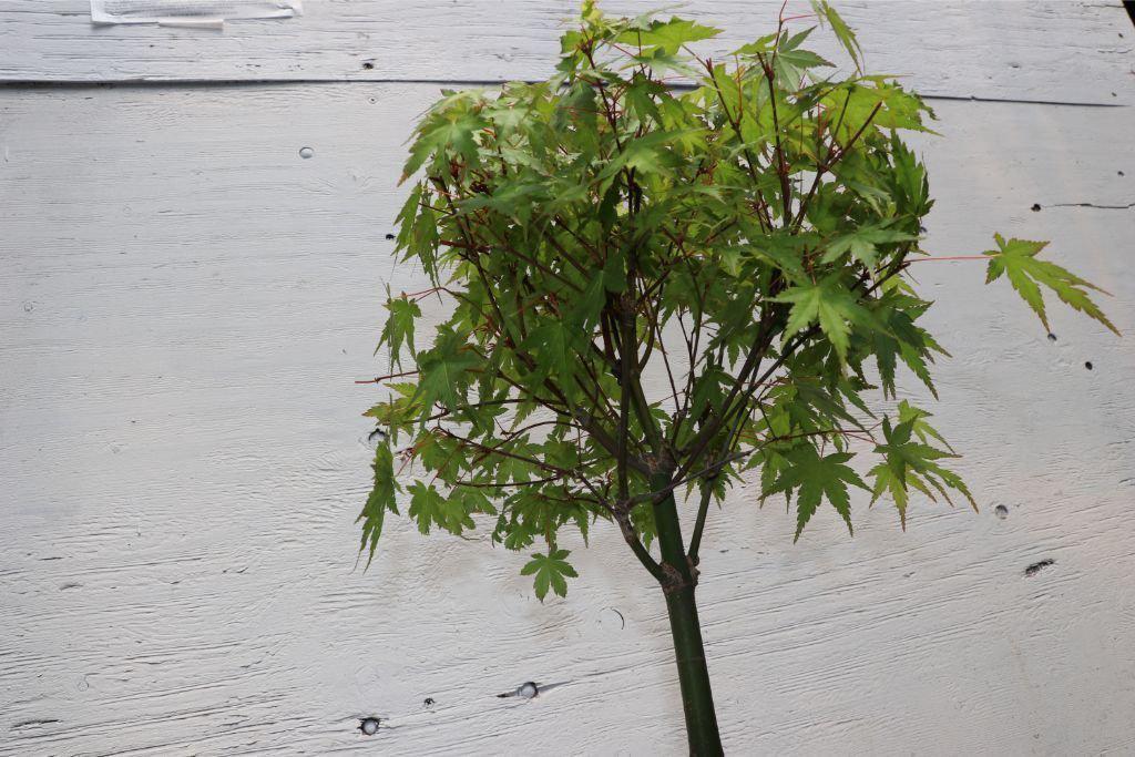Small Green Japanese Maple Bonsai Tree Trunk