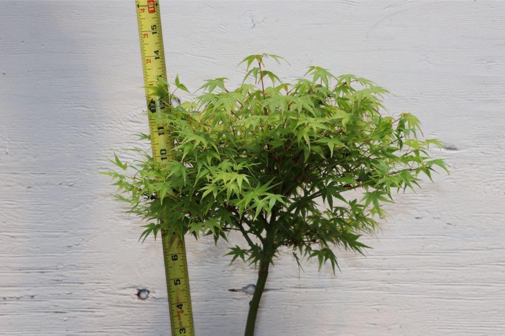 Small Green Japanese Maple Bonsai Tree Size