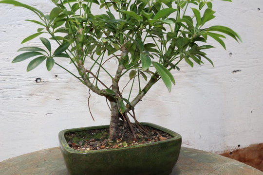 hawaiian umbrella tree bonsai Hawaiian Umbrella Bonsai Tree