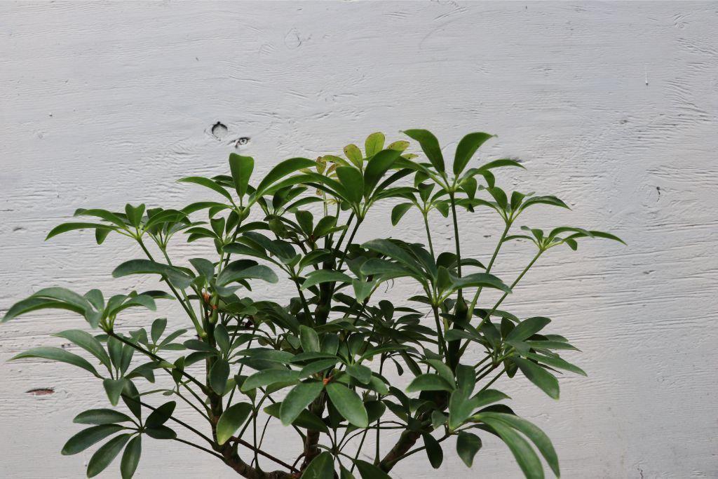 Hawaiian Umbrella Bonsai Tree Leaves