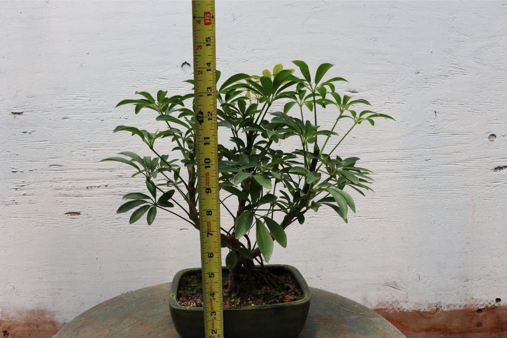 Hawaiian Umbrella Bonsai Tree Size