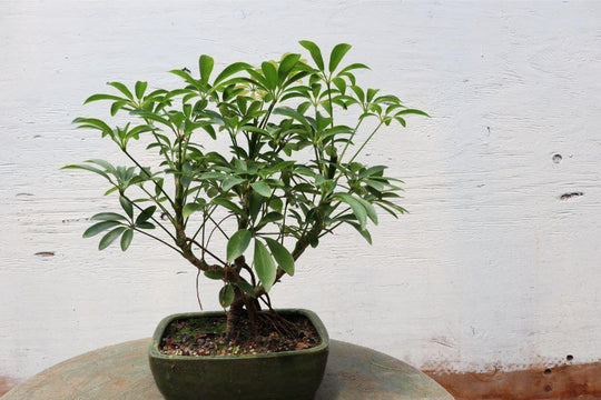 hawaiian bonsai tree Hawaiian Umbrella Bonsai Tree
