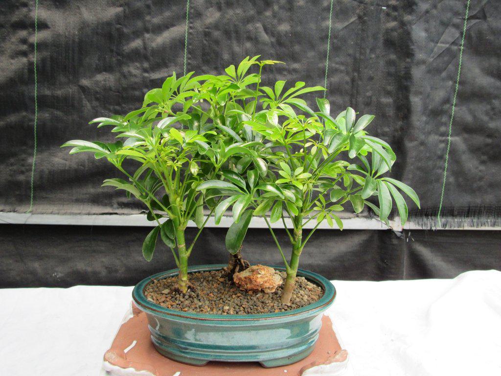 Hawaiian Umbrella Bonsai Tree Forest With 3 Trees