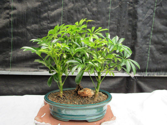 hawaiian umbrella indoor bonsai tree Hawaiian Umbrella Bonsai Tree Forest (3 Trees)