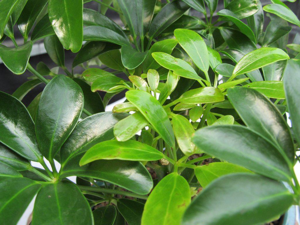 3 Tree Hawaiian Umbrella Bonsai Tree Forest Leaves