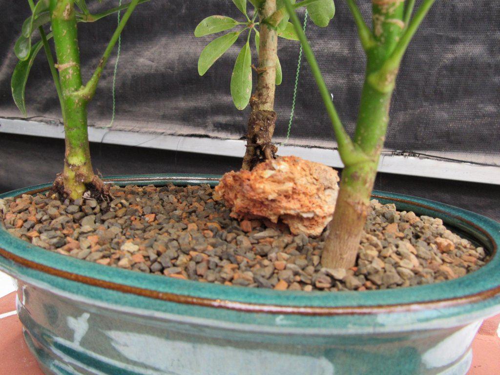 3 Tree Hawaiian Umbrella Bonsai Tree Forest Trunk